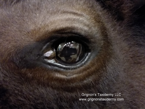 american buffalow by grignons taxidermy